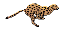 Example badge from the big-cats collection
