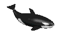 Example badge from the whales collection