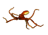Example badge from the octopuses collection